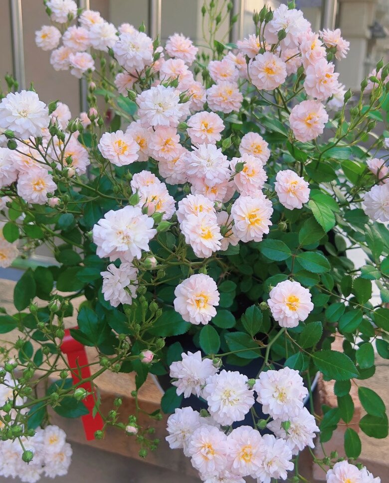 Loại hoa g&acirc;y sốt v&igrave; vừa đẹp vừa thơm, nở quanh năm th&agrave;nh ch&ugrave;m rủ như th&aacute;c, hương lan khắp vườn - 5