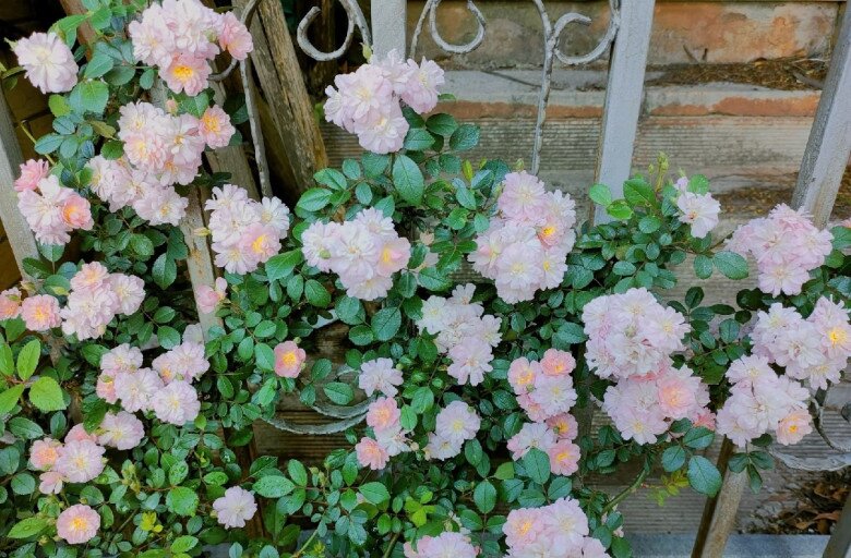 Loại hoa g&acirc;y sốt v&igrave; vừa đẹp vừa thơm, nở quanh năm th&agrave;nh ch&ugrave;m rủ như th&aacute;c, hương lan khắp vườn - 4