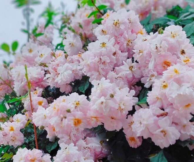 Loại hoa g&acirc;y sốt v&igrave; vừa đẹp vừa thơm, nở quanh năm th&agrave;nh ch&ugrave;m rủ như th&aacute;c, hương lan khắp vườn - 1