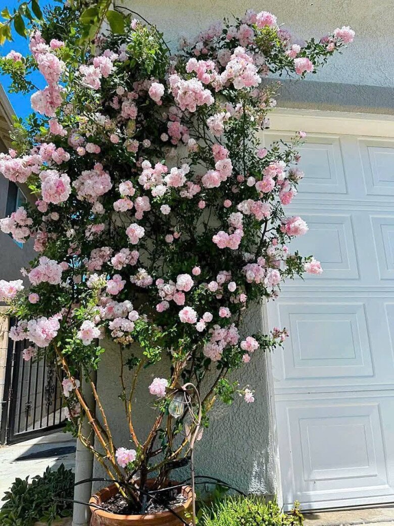 Loại hoa g&acirc;y sốt v&igrave; vừa đẹp vừa thơm, nở quanh năm th&agrave;nh ch&ugrave;m rủ như th&aacute;c, hương lan khắp vườn - 3