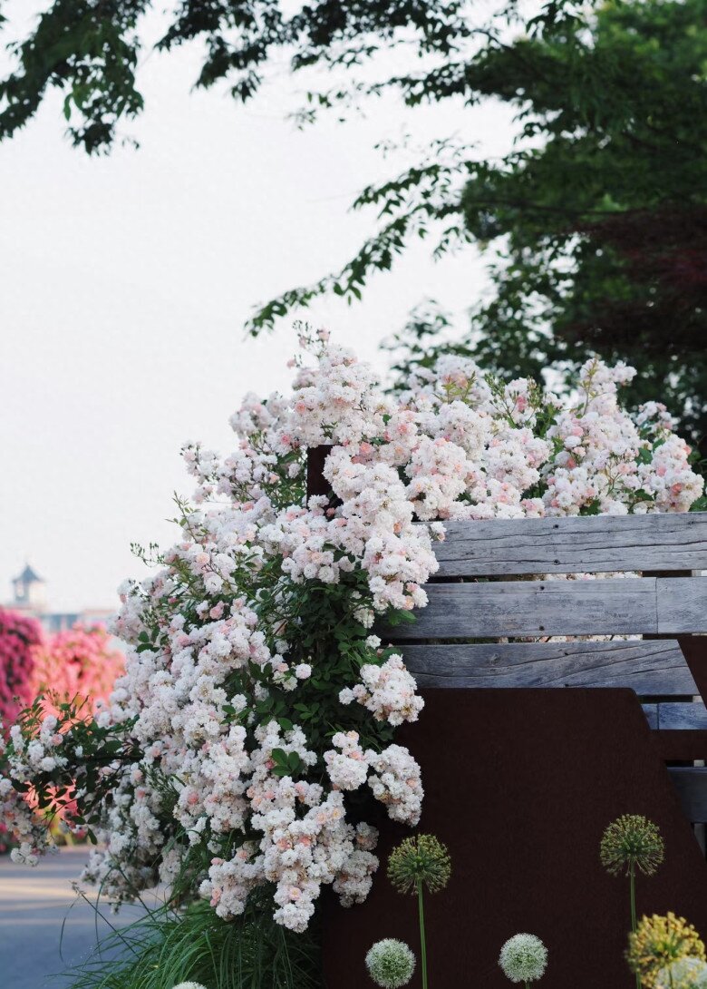 Loại hoa g&acirc;y sốt v&igrave; vừa đẹp vừa thơm, nở quanh năm th&agrave;nh ch&ugrave;m rủ như th&aacute;c, hương lan khắp vườn - 2