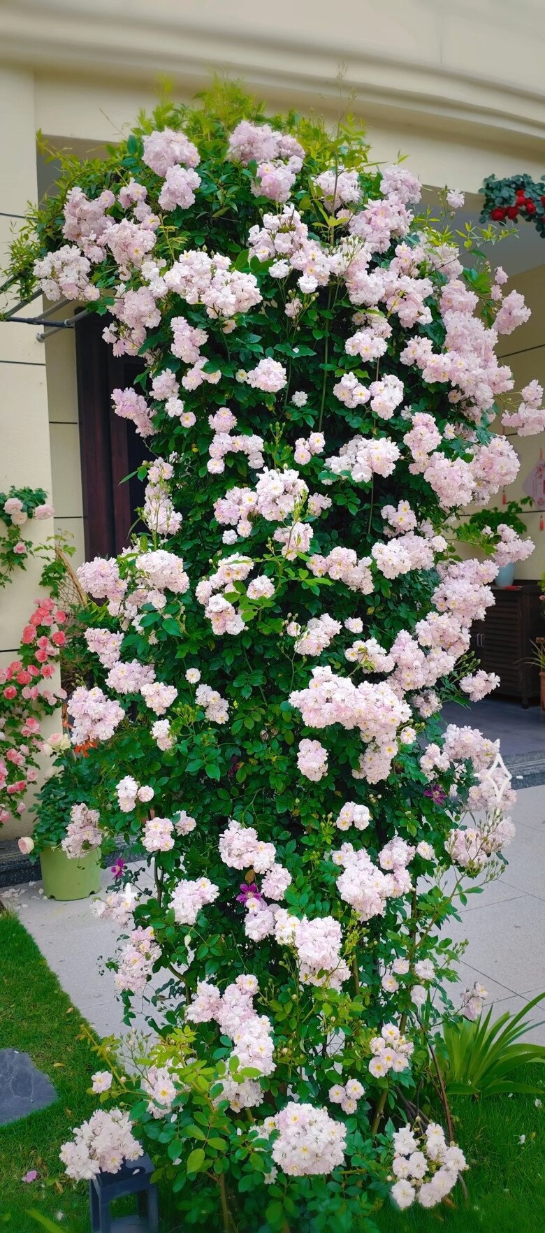 Loại hoa g&acirc;y sốt v&igrave; vừa đẹp vừa thơm, nở quanh năm th&agrave;nh ch&ugrave;m rủ như th&aacute;c, hương lan khắp vườn - 6