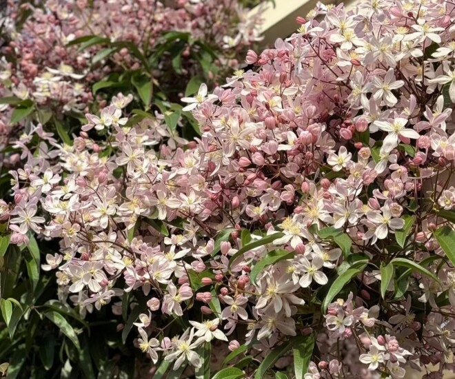 Loài hoa này đẹp hơn trầu bà gấp 100 lần, nở cả nghìn bông một lúc thành bức tường hoa, tỏa hương thơm ngát - 1