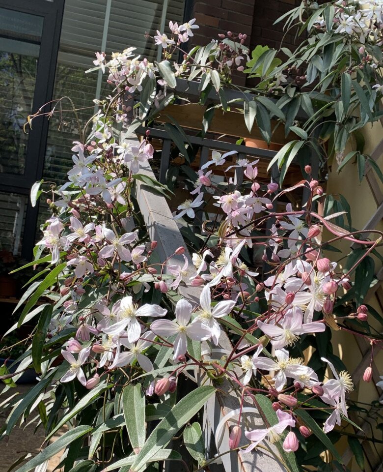 Loài hoa này đẹp hơn trầu bà gấp 100 lần, nở cả nghìn bông một lúc thành bức tường hoa, tỏa hương thơm ngát - 3