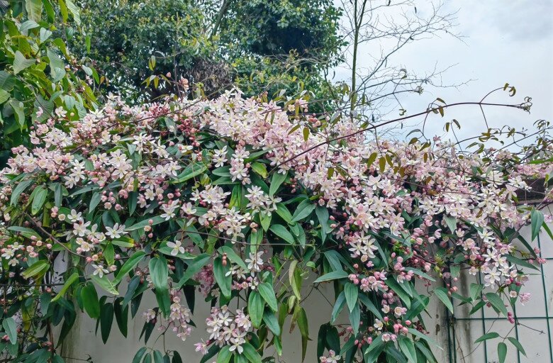 Loài hoa này đẹp hơn trầu bà gấp 100 lần, nở cả nghìn bông một lúc thành bức tường hoa, tỏa hương thơm ngát - 4
