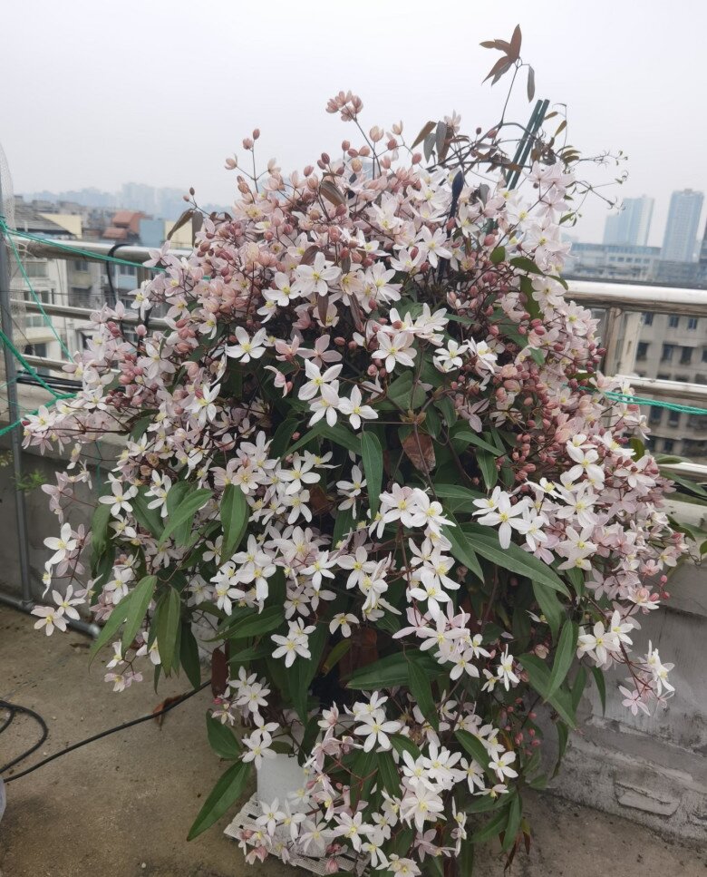 Loài hoa này đẹp hơn trầu bà gấp 100 lần, nở cả nghìn bông một lúc thành bức tường hoa, tỏa hương thơm ngát - 8