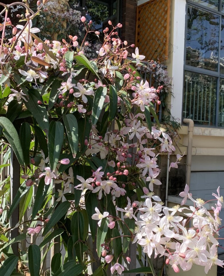 Loài hoa này đẹp hơn trầu bà gấp 100 lần, nở cả nghìn bông một lúc thành bức tường hoa, tỏa hương thơm ngát - 5