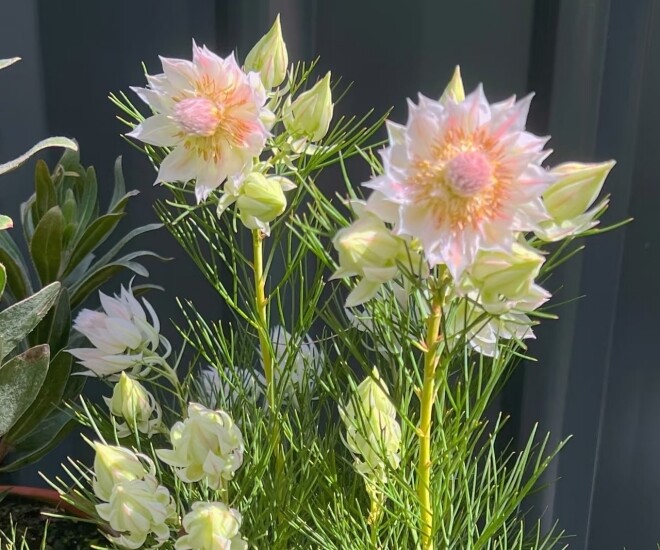 Loài hoa nghe tên đã đỏ mặt, nở suốt 90 ngày mới tàn, đẹp đến mức được gọi là tuyệt phẩm - 1