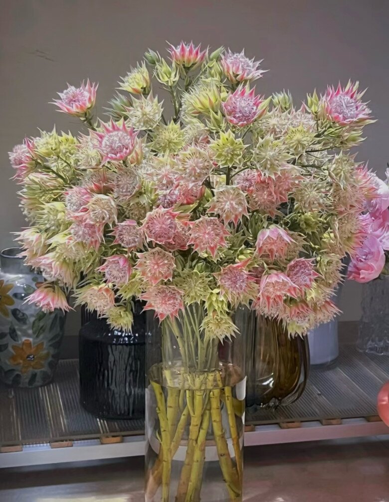 Loài hoa nghe tên đã đỏ mặt, nở suốt 90 ngày mới tàn, đẹp đến mức được gọi là tuyệt phẩm - 6