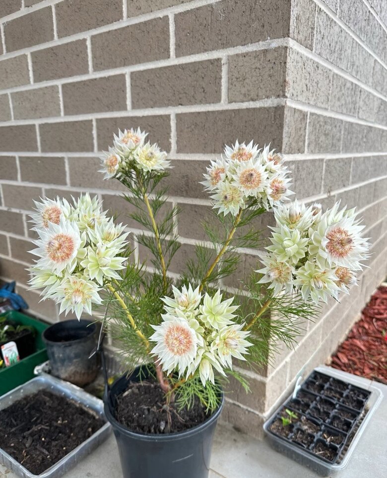 Loài hoa nghe tên đã đỏ mặt, nở suốt 90 ngày mới tàn, đẹp đến mức được gọi là tuyệt phẩm - 7