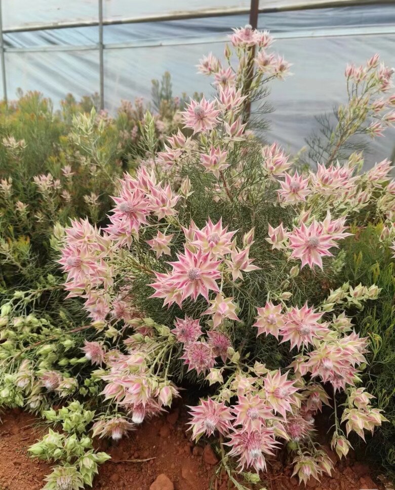 Loài hoa nghe tên đã đỏ mặt, nở suốt 90 ngày mới tàn, đẹp đến mức được gọi là tuyệt phẩm - 3