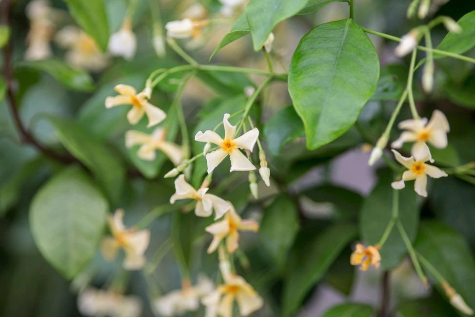 Loài hoa thơm gấp 100 lần mộc hương, nở 240 ngày mỗi năm, cả nghìn bông một lúc, trồng siêu dễ - 3