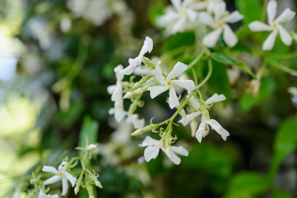 Loài hoa thơm gấp 100 lần mộc hương, nở 240 ngày mỗi năm, cả nghìn bông một lúc, trồng siêu dễ - 4