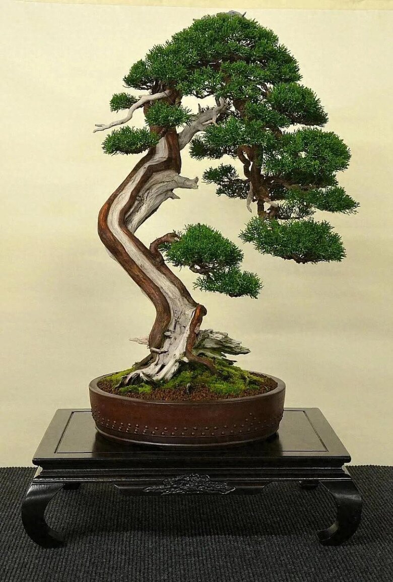 Lưỡi hổ hay kim tiền cũng không bằng 3 loại hoa này, vừa chiêu tài vừa trấn trạch, càng trồng càng có giá - 3