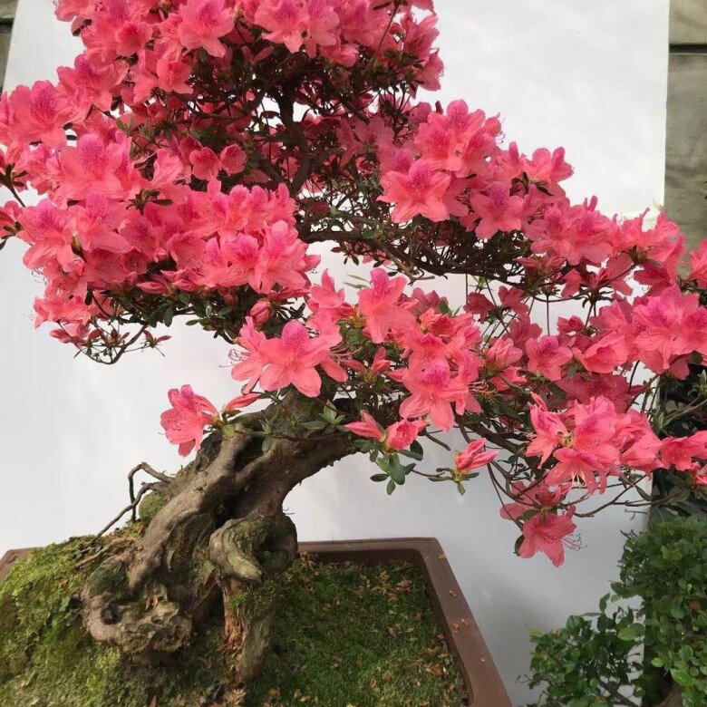 Lưỡi hổ hay kim tiền cũng không bằng 3 loại hoa này, vừa chiêu tài vừa trấn trạch, càng trồng càng có giá - 6