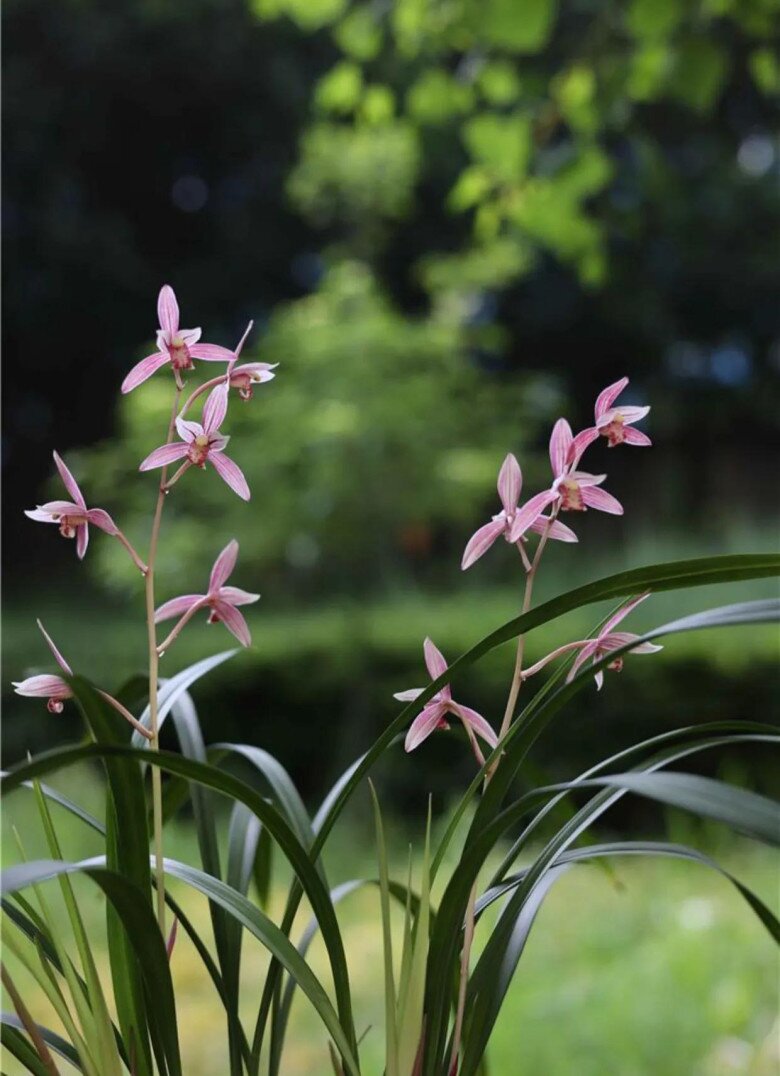 Xem thêm: Nhà không nhiều nắng đừng trồng 4 loại hoa này, chăm sóc tốt đến mấy cây cũng không nở hoa