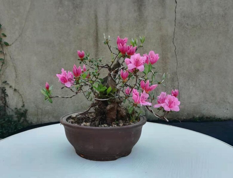 Lưỡi hổ hay kim tiền cũng không bằng 3 loại hoa này, vừa chiêu tài vừa trấn trạch, càng trồng càng có giá - 7