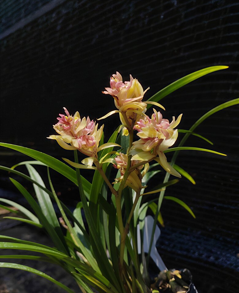 Lưỡi hổ hay kim tiền cũng không bằng 3 loại hoa này, vừa chiêu tài vừa trấn trạch, càng trồng càng có giá - 5