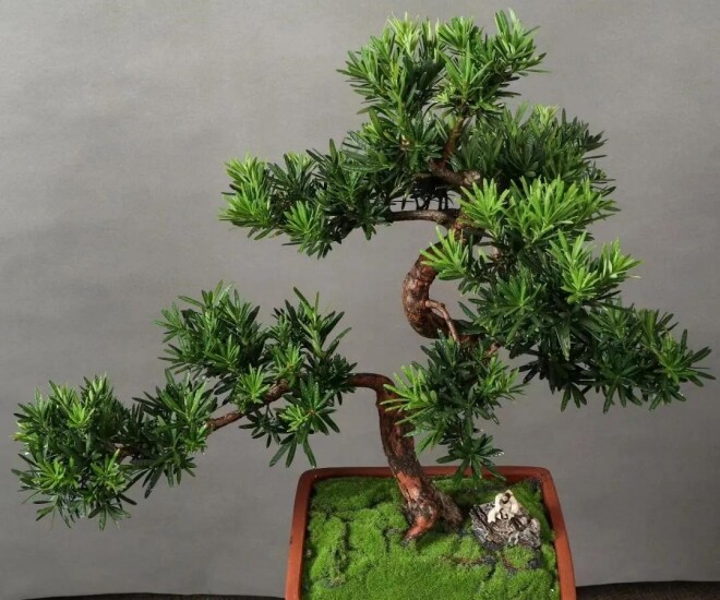 Lưỡi hổ hay kim tiền cũng không bằng 3 loại hoa này, vừa chiêu tài vừa trấn trạch, càng trồng càng có giá - 1