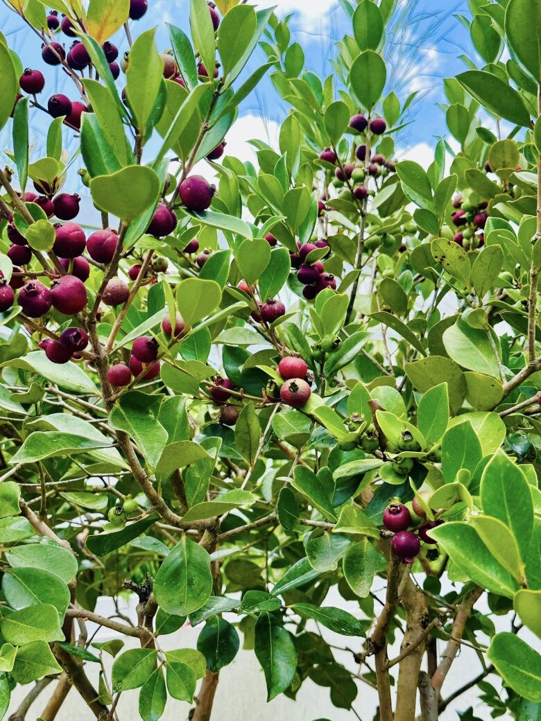 Từng chùm ổi trĩu nặng là thành quả sau 6 tháng vun trồng miệt mài của nam MC. Lớp vỏ quả căng mịn, màu sắc từ xanh chuyển dần sang đỏ và tím đậm lạ mắt.