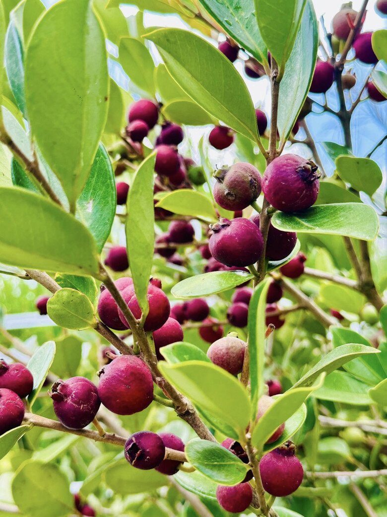 Trái ổi này ăn có vị chua chua ngọt ngọt, ruột mềm, có mùi thơm giống ổi xá lị vậy đó. Cây này trồng ở Đà Lạt khí hậu lạnh thì rất tốt, còn mang qua những nơi khác thì Nghĩa cũng không biết sao nữa, MC Đại Nghĩa cho hay.