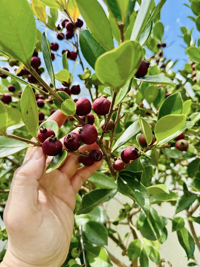 amp;#34;MC giàu nhất Việt Namamp;#34; khoe đặc sản Đà Lạt trong cơ ngơi mới: Quả mọc từng chùm lạ mắt, sum suê trĩu cành - 9