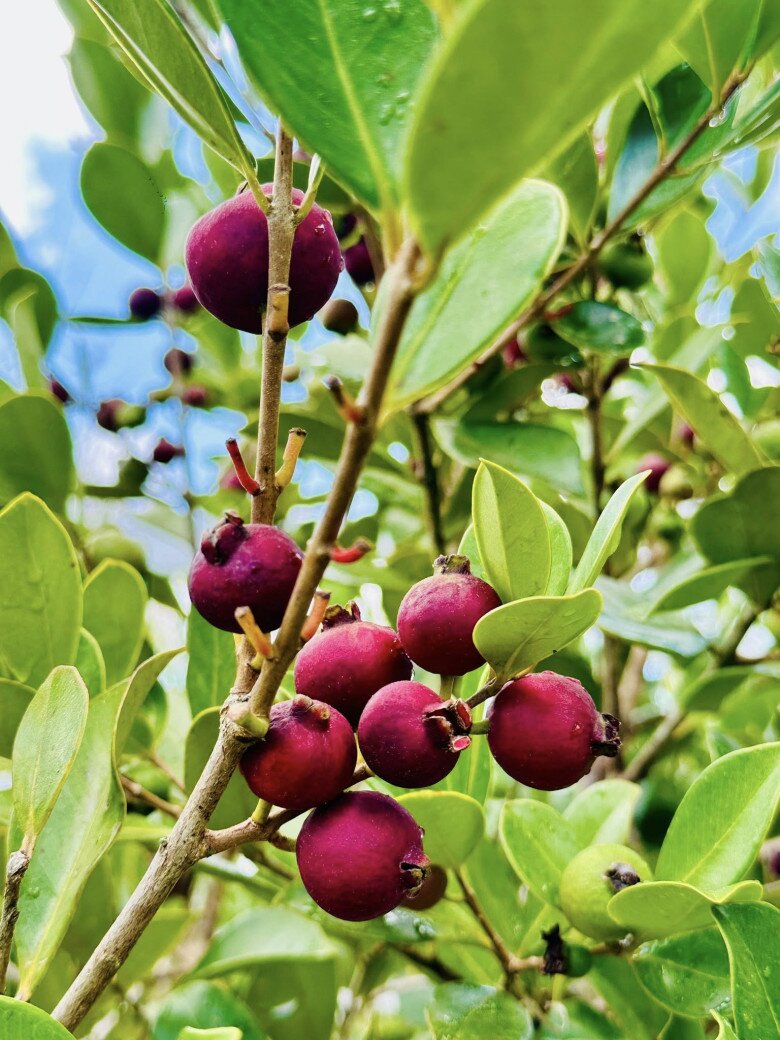 amp;#34;MC giàu nhất Việt Namamp;#34; khoe đặc sản Đà Lạt trong cơ ngơi mới: Quả mọc từng chùm lạ mắt, sum suê trĩu cành - 7