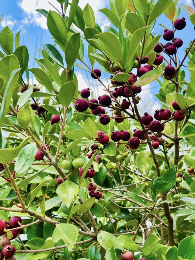 Cây ổi xiêm thu hút sự chú ý nhờ kích thước nhỏ nhắn nhưng năng suất trái vượt trội, có khả năng thích nghi và sinh trưởng mạnh mẽ dù không được tưới tắm thường xuyên.