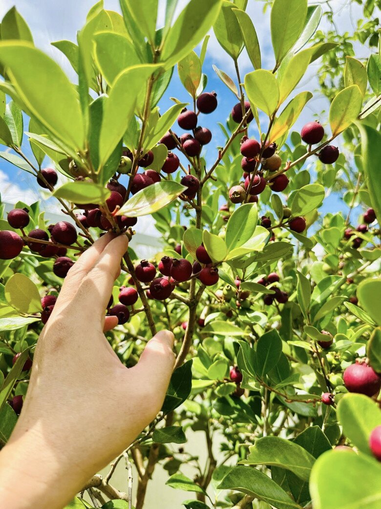 Cận cảnh những chùm quả chín đỏ tím trông như trái sim, mọc sát nhau dọc theo các cành lá xanh tốt. Những quả ổi nhỏ xinh đọng những giọt nước, bắt đầu chuyển sang màu sậm báo hiệu độ chín ngọt nhất.