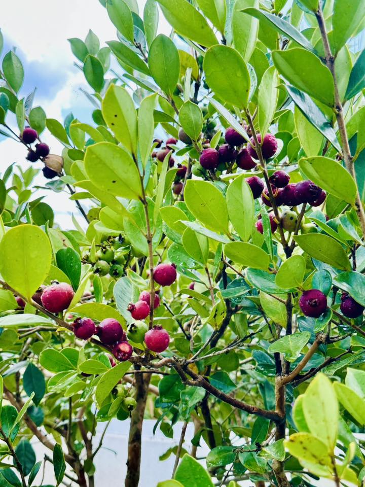 Sự đan xen giữa những quả xanh và quả chín tạo nên vẻ đẹp sum suê, đầy sức sống cho góc vườn nhà nam nghệ sĩ ở Đà Lạt.