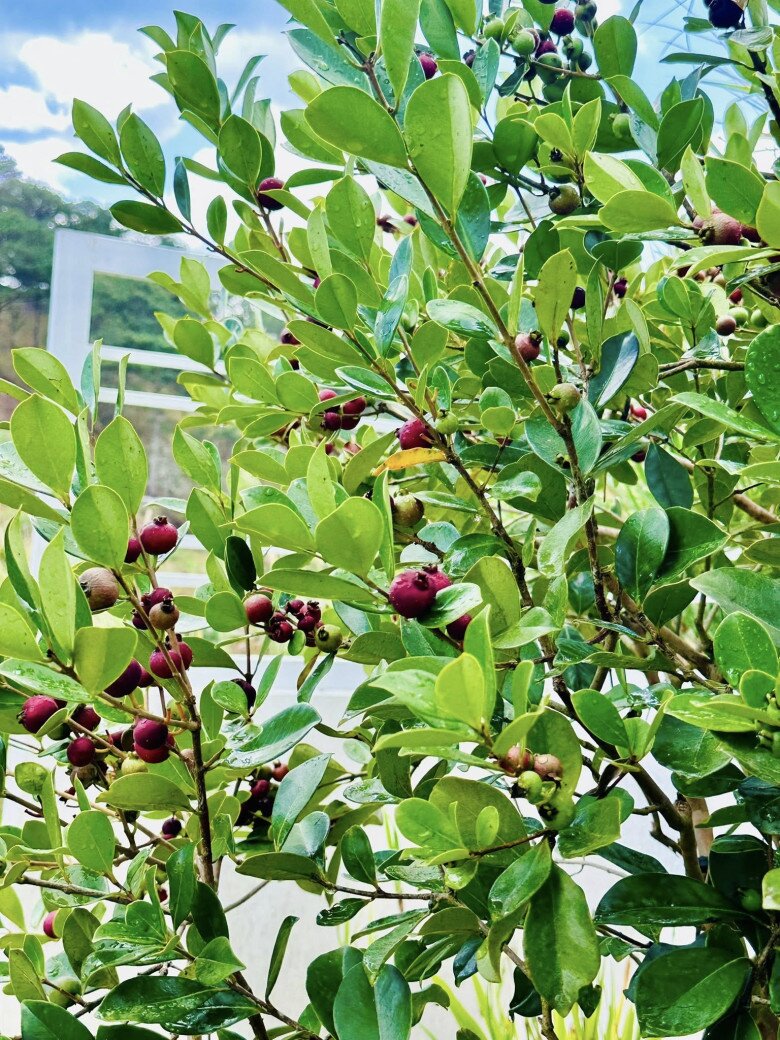 Nam MC cho biết: Cây này không khó trồng đâu, Nghĩa trồng chắc được khoảng 6 tháng, tưới nước cũng không thường xuyên mà nó ra trái vậy đó, chứ nếu tưới đủ nước thì trái nó sẽ còn căng mọng nữa.