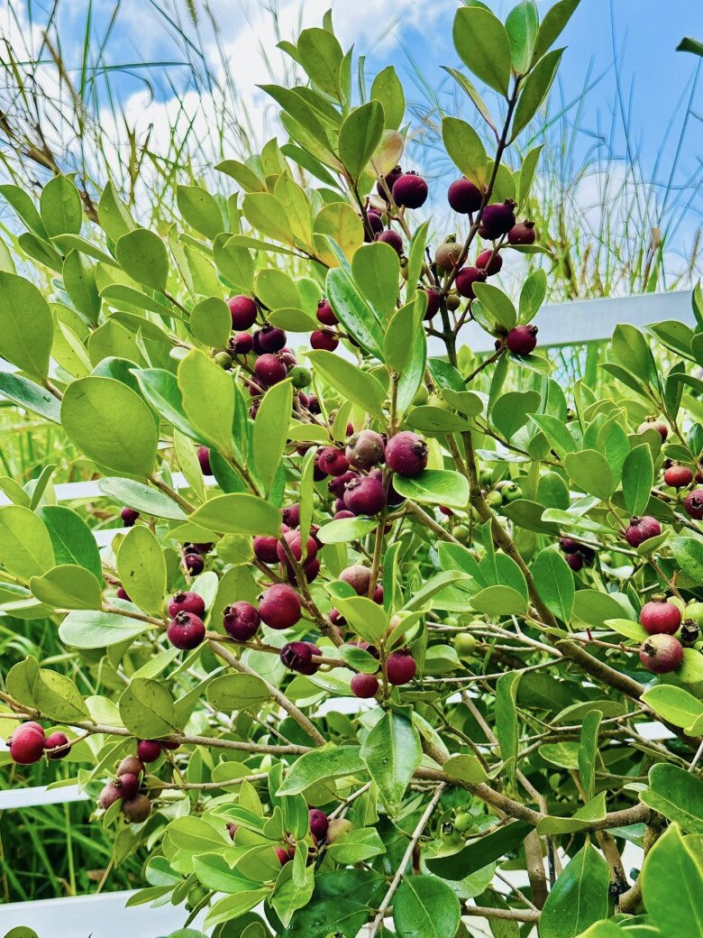 amp;#34;MC giàu nhất Việt Namamp;#34; khoe đặc sản Đà Lạt trong cơ ngơi mới: Quả mọc từng chùm lạ mắt, sum suê trĩu cành - 11