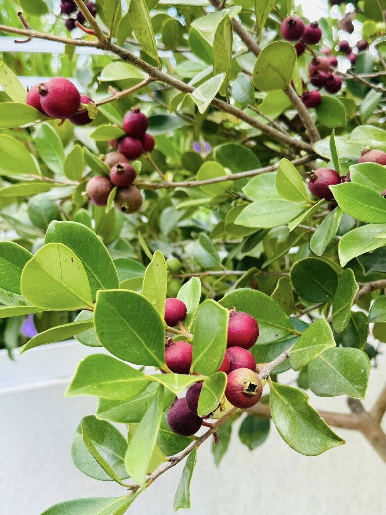 Đây không chỉ là một loại cây ăn quả mà còn là điểm nhấn xanh mát, mang lại năng lượng tích cực cho cơ ngơi của MC giàu nhất Việt Nam trong những ngày đầu năm mới.