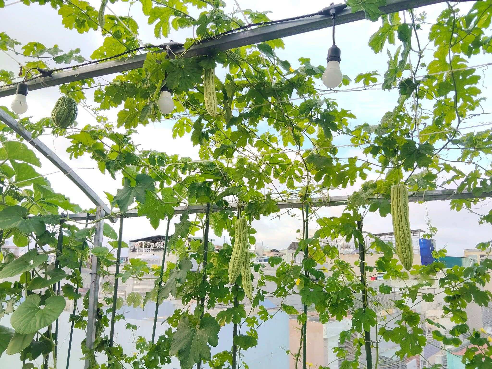 Xem thêm: Vườn rau nhà chị Minh Thừa khi nhìn từ trên cao xuống