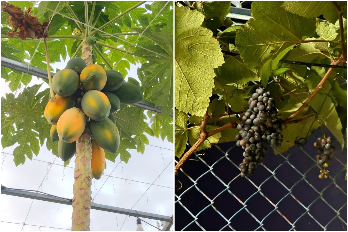 Mẹ đảm TP.HCM chi 30 triệu làm vườn, 4 giờ sáng mỗi ngày lên sân thượng chăm rau - 8