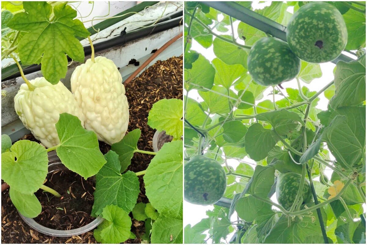 Các loại bầu, mướp được trồng trên sân thượng nhà chị Minh Thừa.