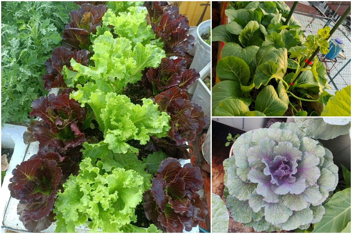 Mẹ đảm TP.HCM chi 30 triệu làm vườn, 4 giờ sáng mỗi ngày lên sân thượng chăm rau - 9