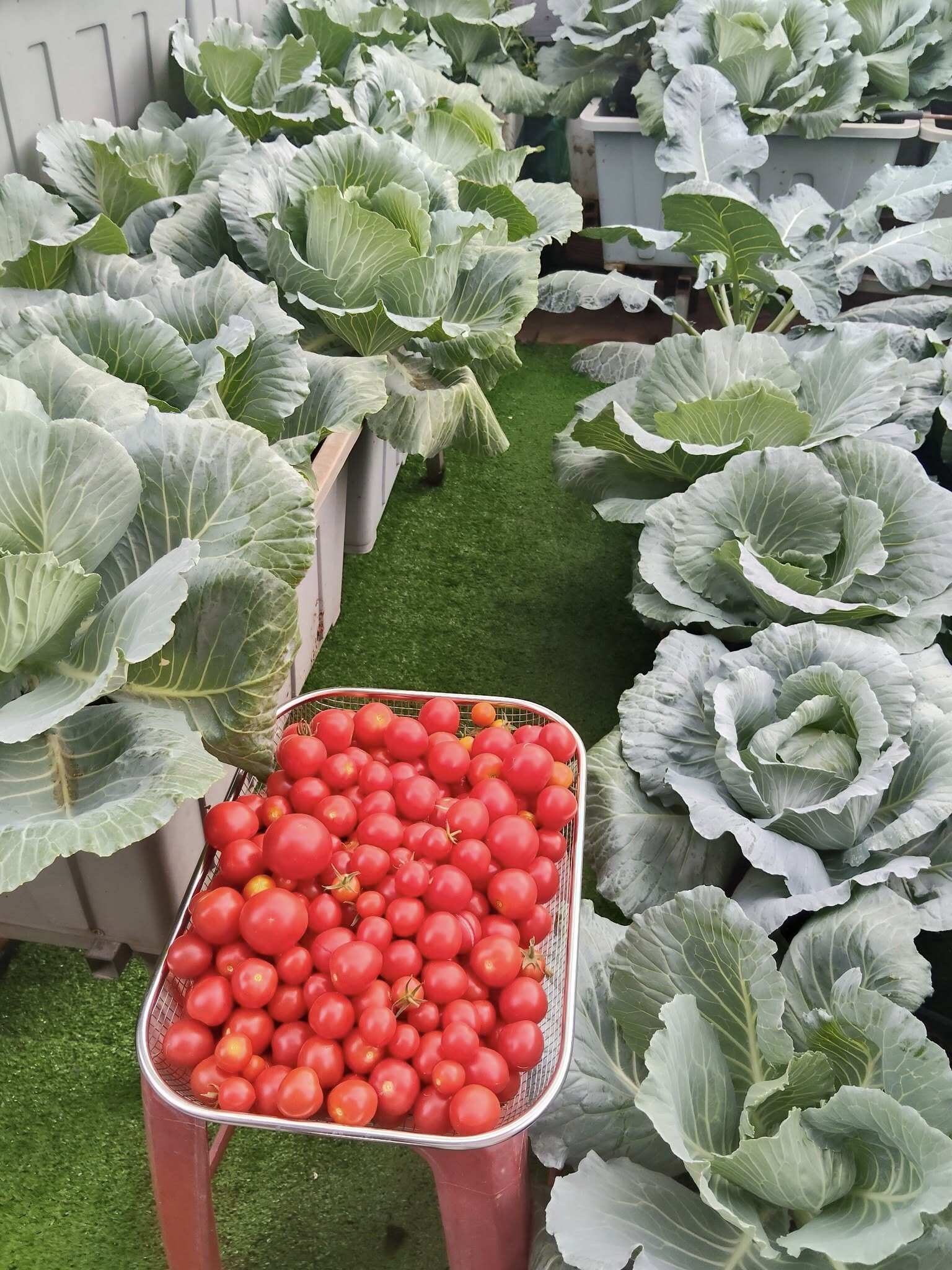 Mẹ đảm TP.HCM chi 30 triệu làm vườn, 4 giờ sáng mỗi ngày lên sân thượng chăm rau - 7