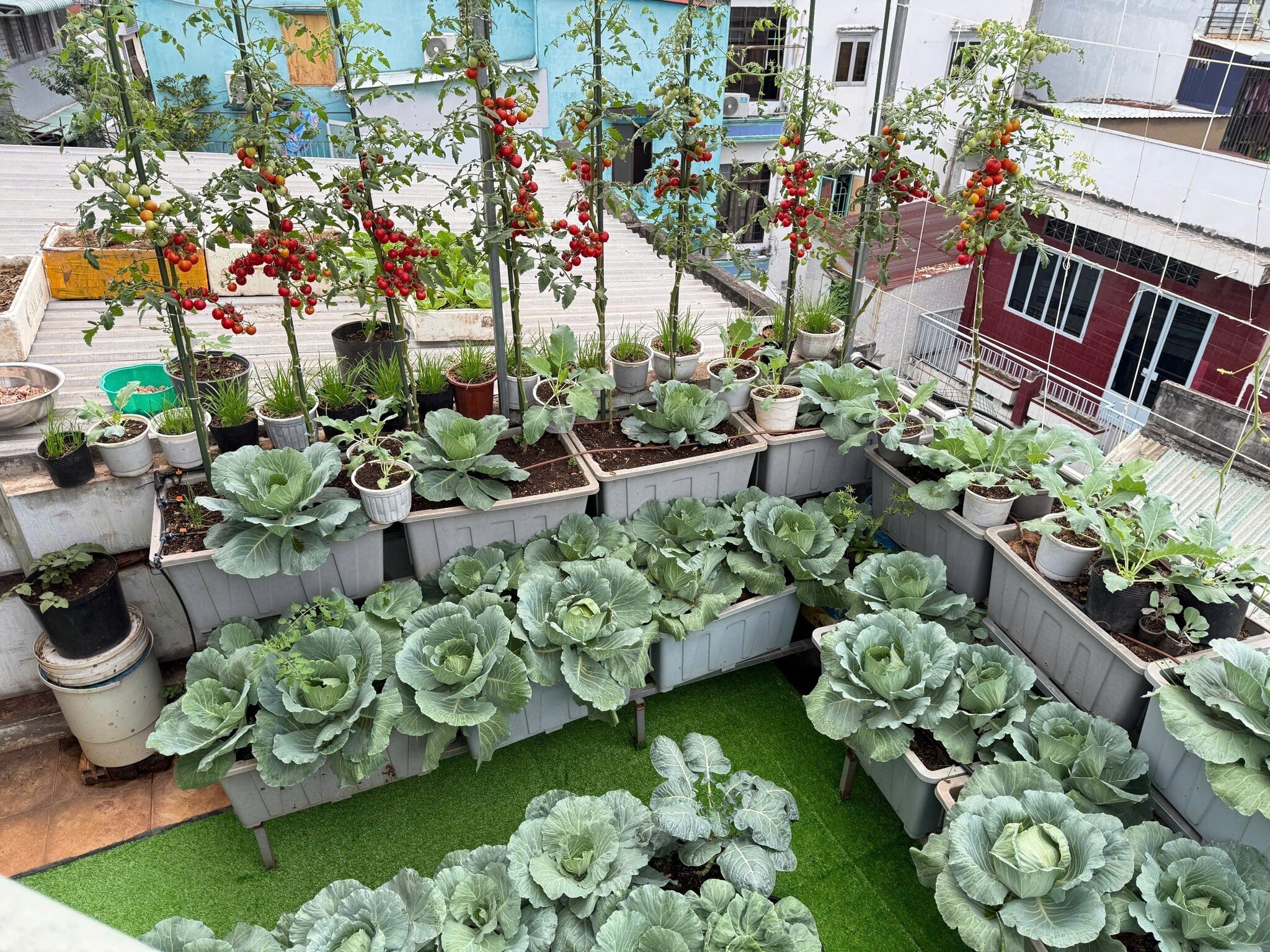 Mẹ đảm TP.HCM chi 30 triệu làm vườn, 4 giờ sáng mỗi ngày lên sân thượng chăm rau - 4