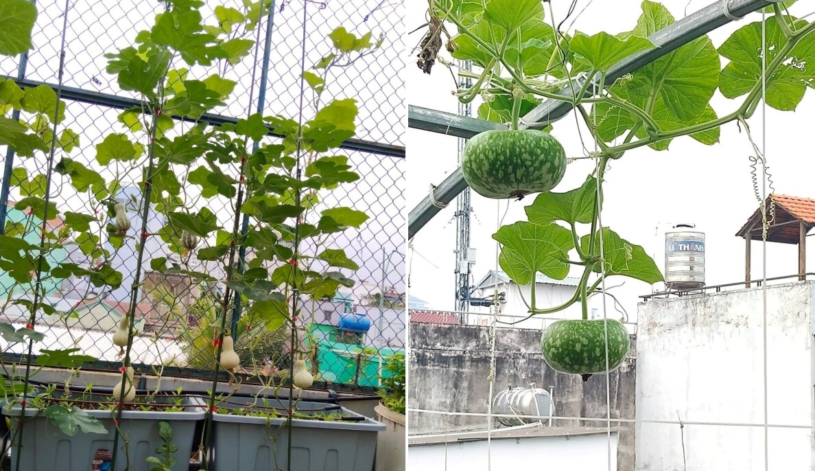 Mẹ đảm TP.HCM chi 30 triệu làm vườn, 4 giờ sáng mỗi ngày lên sân thượng chăm rau - 11