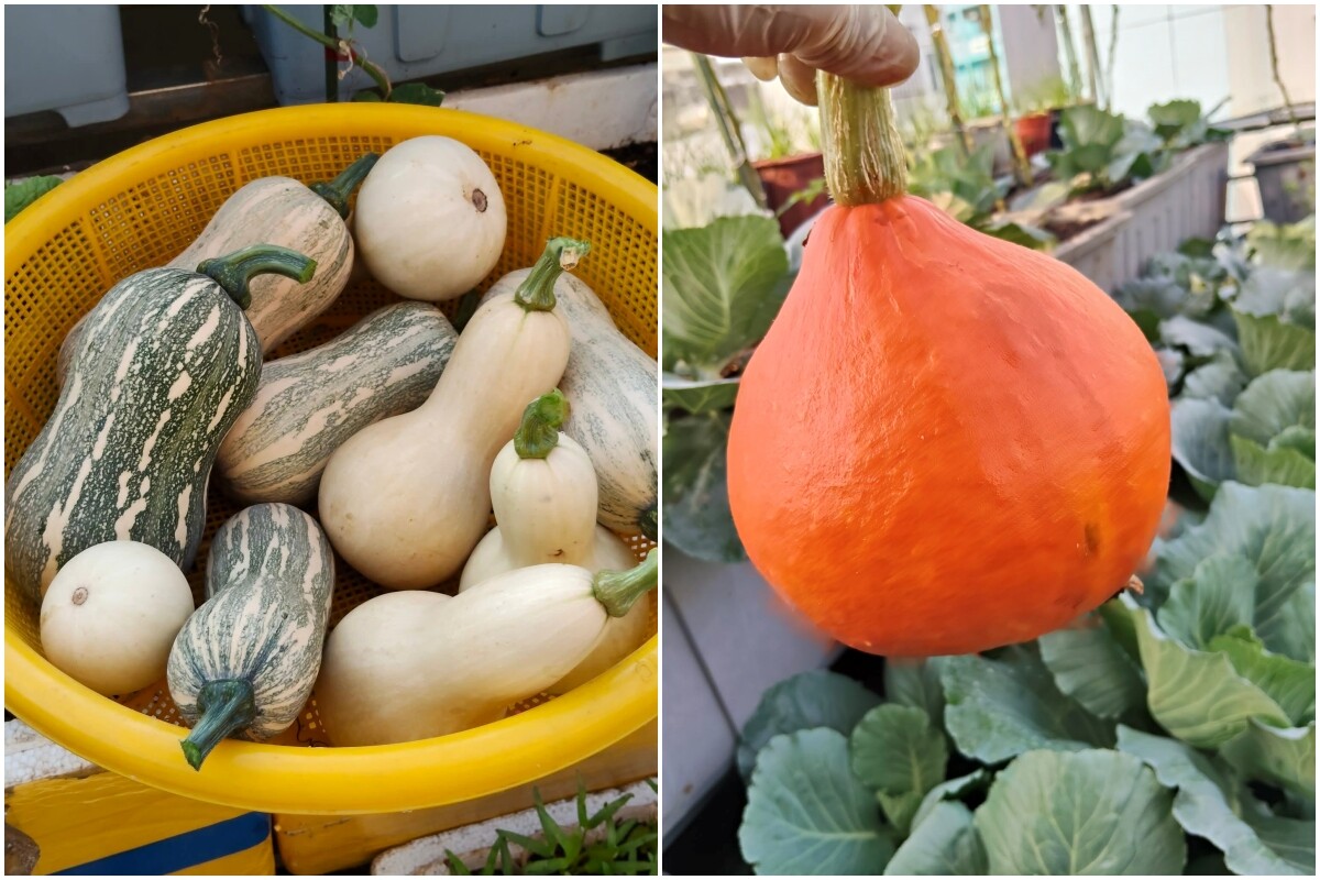 Mẹ đảm TP.HCM chi 30 triệu làm vườn, 4 giờ sáng mỗi ngày lên sân thượng chăm rau - 12