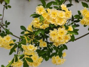 Nhà đẹp - Loài hoa này nở 160 ngày một năm, thơm hơn hoa nhài, dễ trồng hơn trầu bà, trồng trước cổng giúp rước lộc