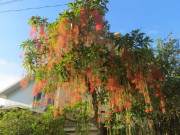 Nhà đẹp - 8 loại cây nghe tên đã thấy lộc đầy nhà, trồng là tiền tài đến, chẳng trách người giàu thích mê