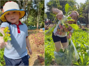 Nhà đẹp - Khu vườn xanh mướt mắt nhà Chi Bảo và vợ trẻ nhìn mà mê, "chủ tịch nhí" khoái chí cùng mẹ thu hoạch
