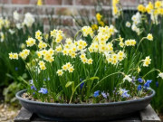 Nhà đẹp - Những loại hoa thơm sánh ngang nước hoa nhưng có độc, loại thứ 5 rất quen mặt ngày Tết Nguyên đán