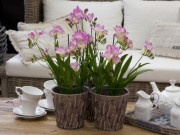 Nhà đẹp - Trồng 10 chậu hoa nhài không bằng một chậu hoa này, thơm như nước hoa, Tết trưng trong nhà gia đình bình an