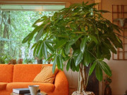 Nhà đẹp - Người xưa nói: 3 cây cảnh như thiên thần hộ mệnh, trồng ở phòng khách, bảo vệ gia đình, mang lại tài lộc