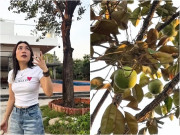 Nhà đẹp - Mỹ Tâm review vú sữa trong biệt phủ, vui "xỉu lên xỉu xuống" vì cây ra trái đã đời sau 4 năm chờ đợi