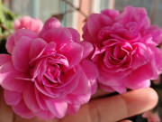 Nhà đẹp - Loại hoa dại đẹp hơn hoa hồng, nở 240 ngày mỗi năm, hương thơm quyến rũ lại cực dễ chăm