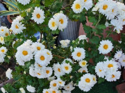 Nhà đẹp - Hoa “tài lộc” rất hợp không khí Tết Nguyên đán, đổi màu liên tục, không những thơm mà còn ăn được